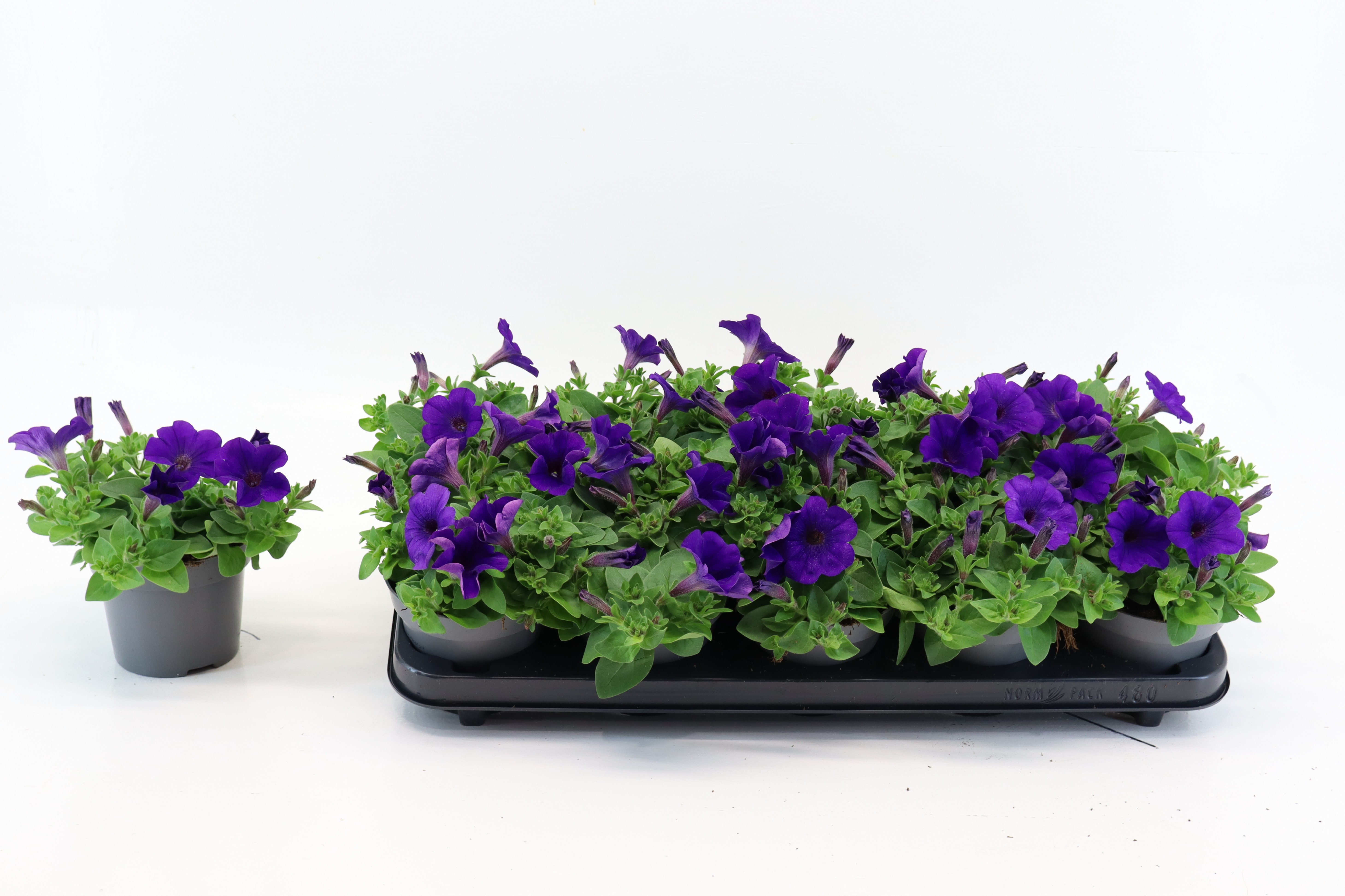 Petunia Blue