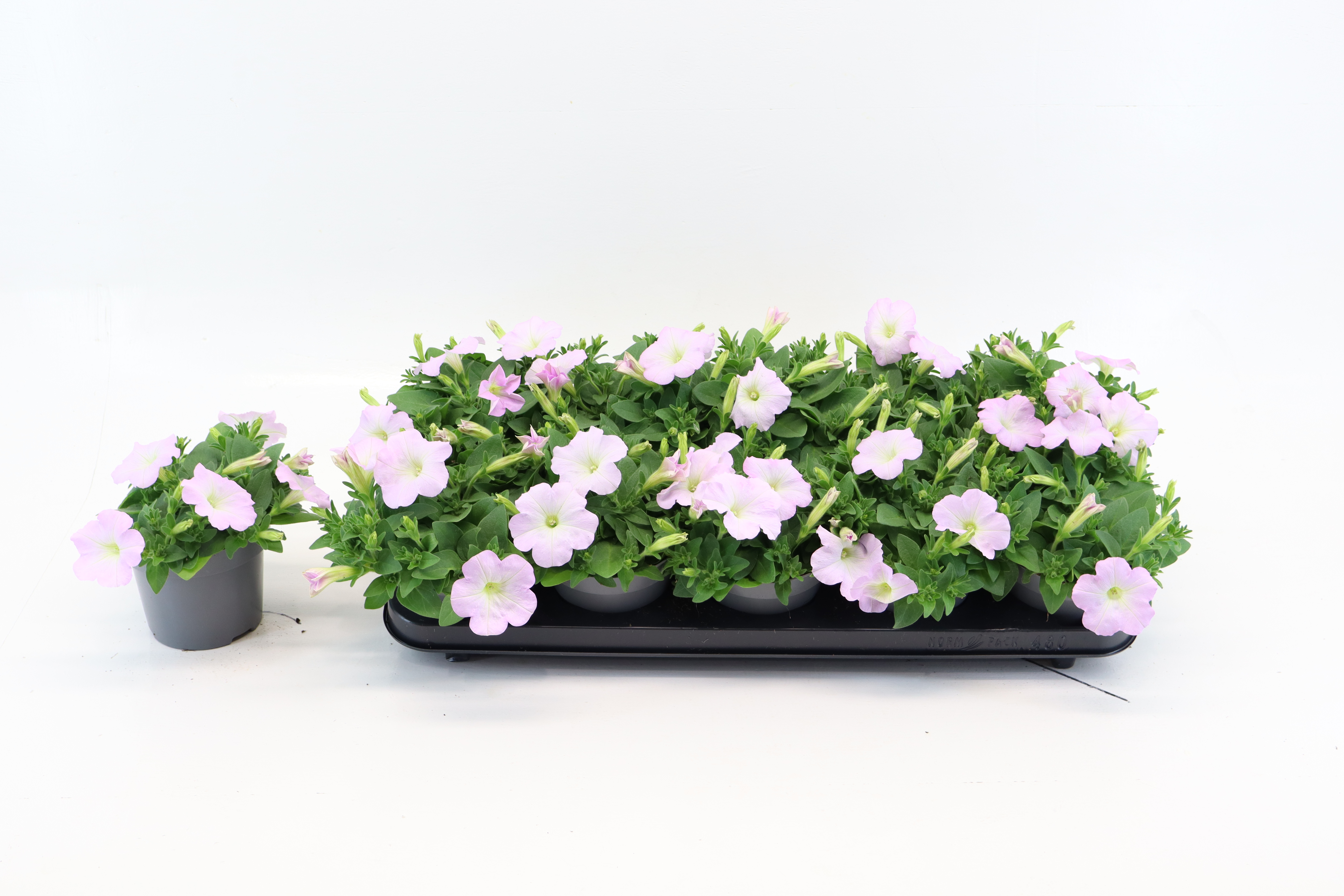 Petunia Lavender Pink