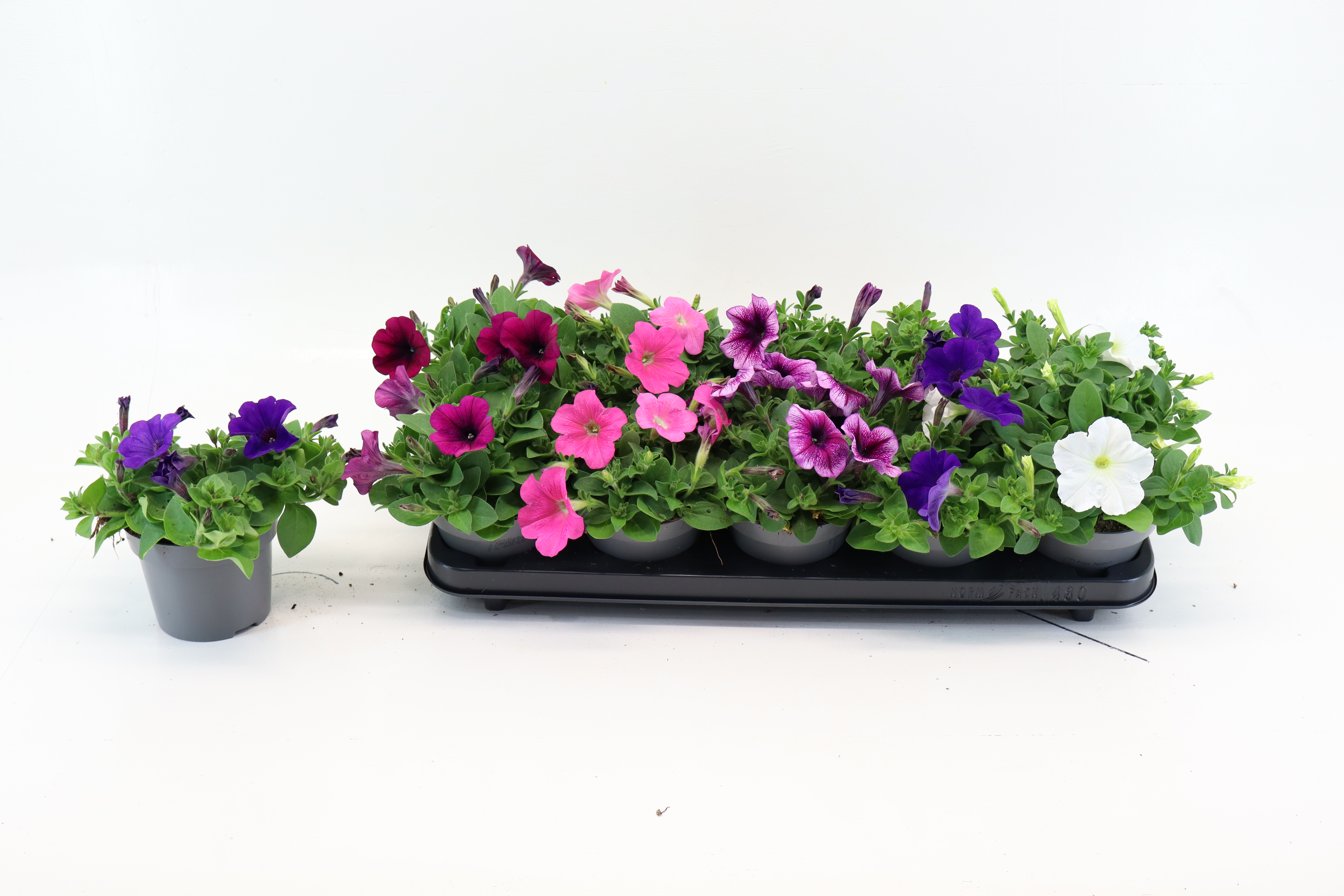 Petunia Mix