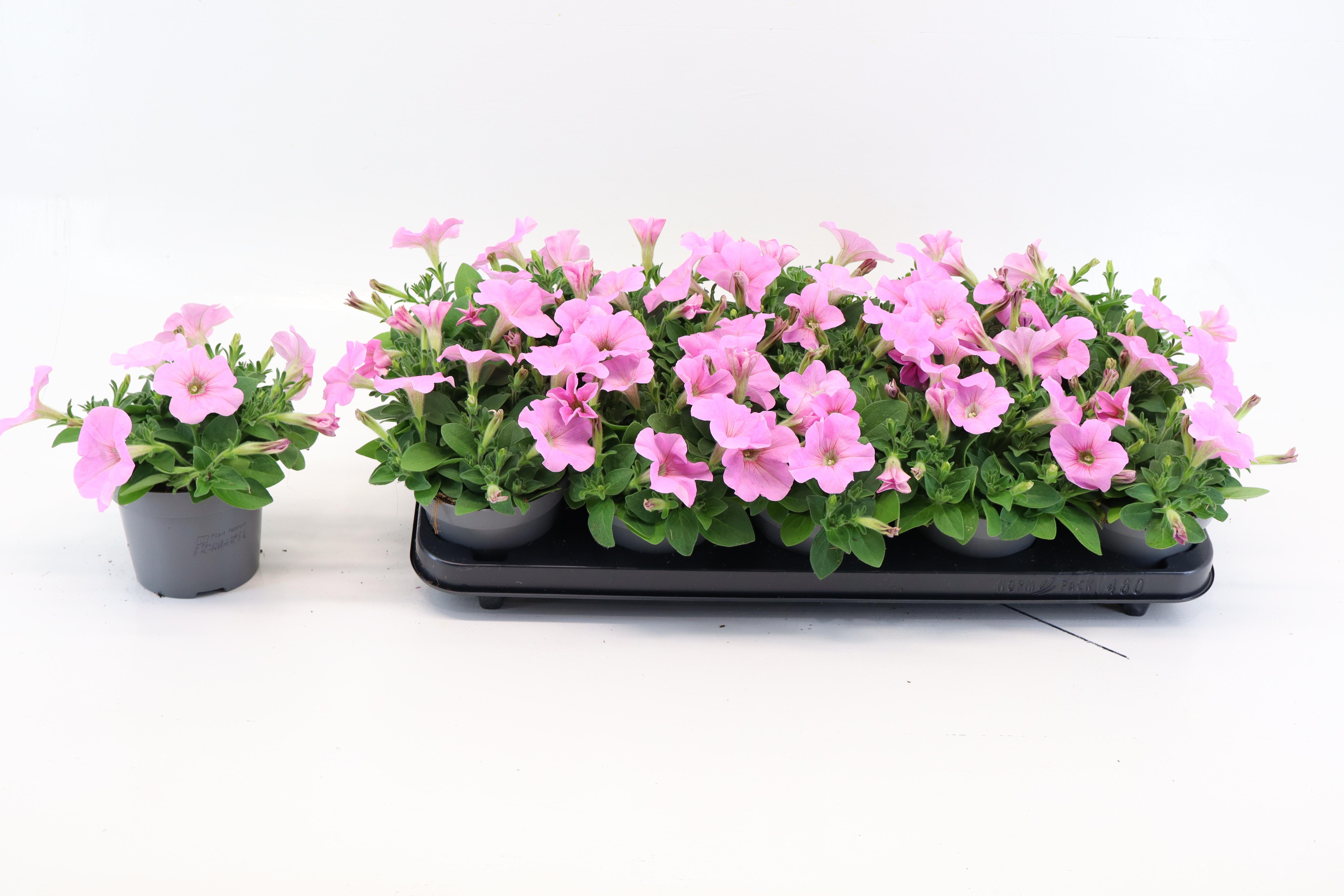 Petunia Pink Lips