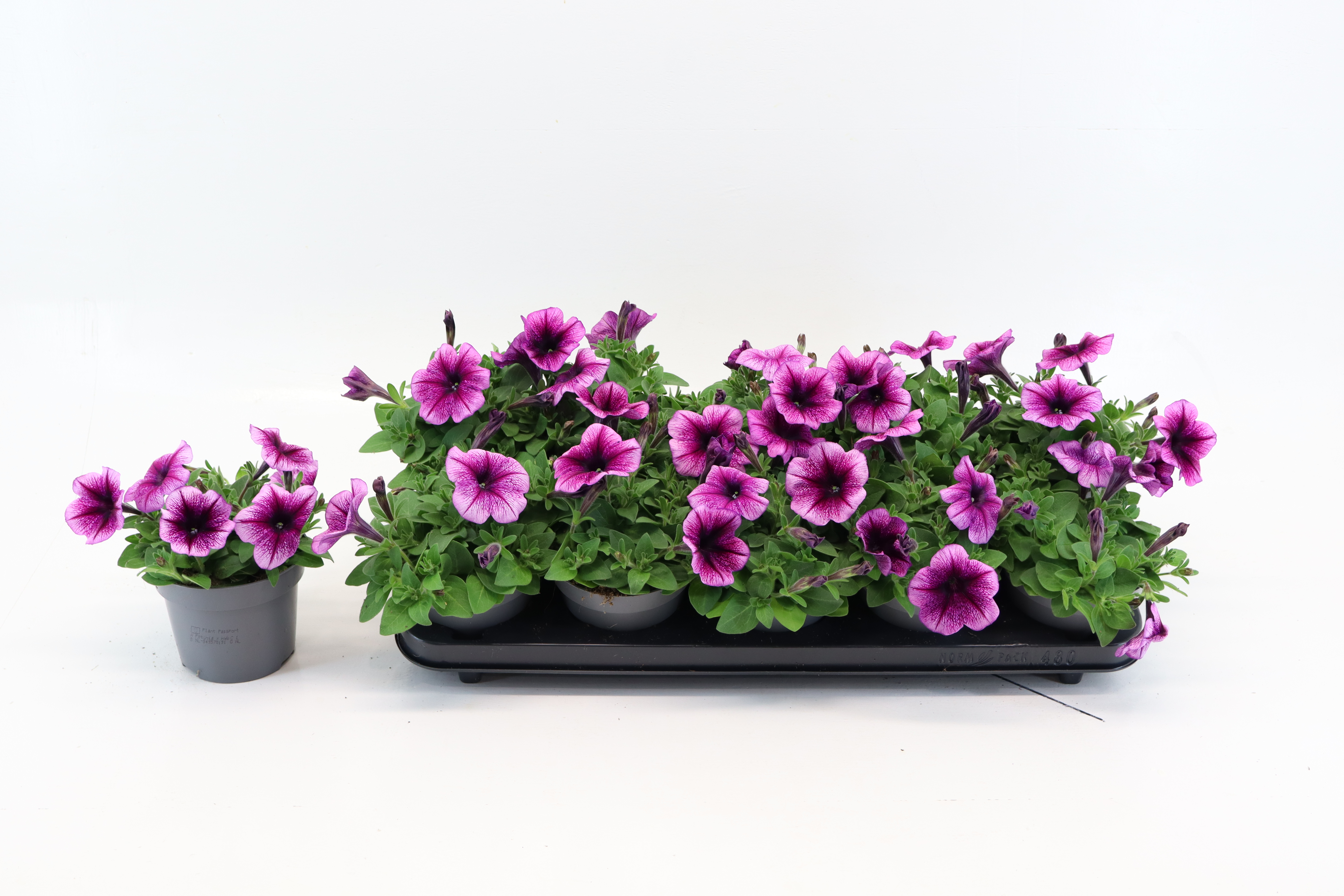 Petunia Purple Vein