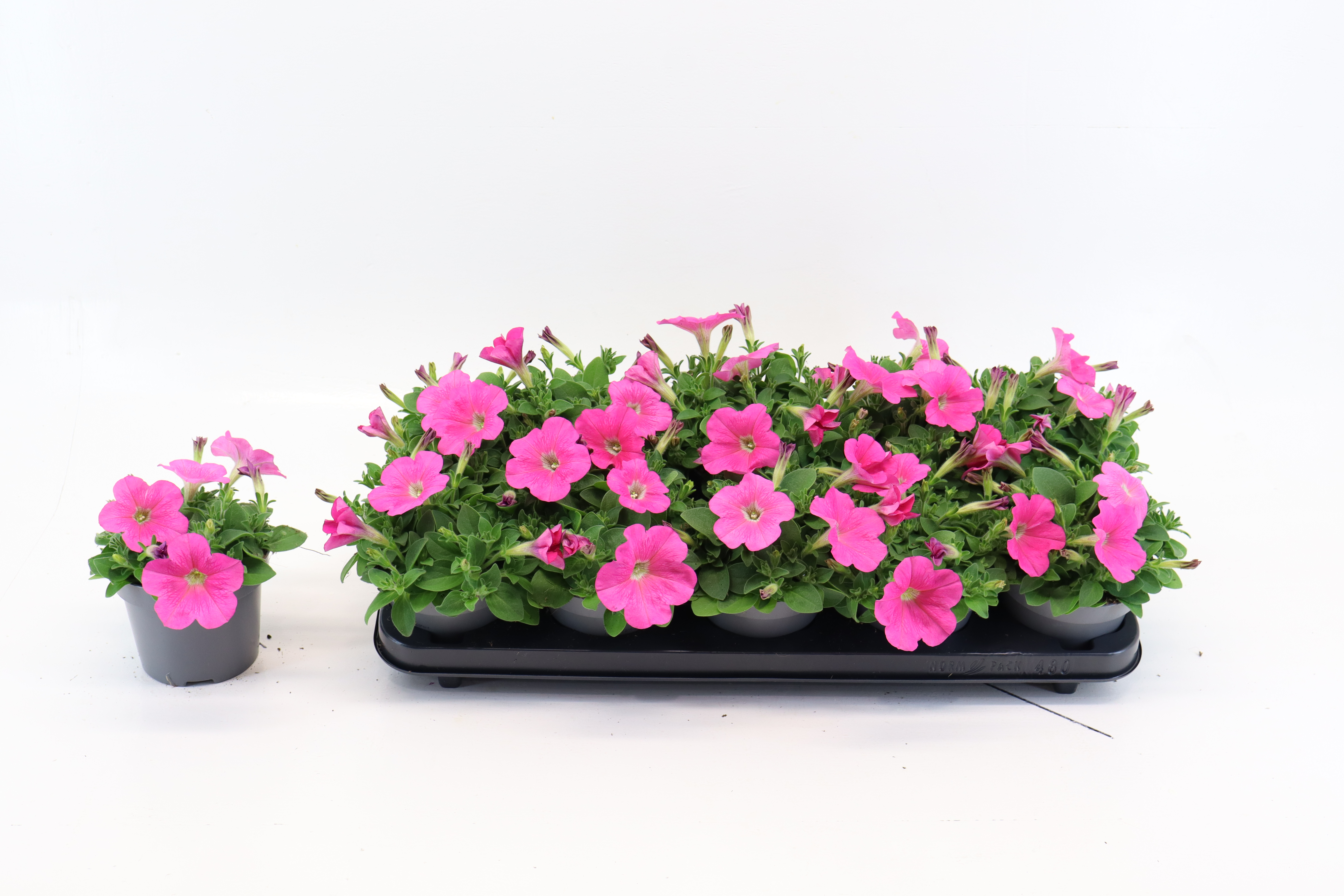 Petunia Purple