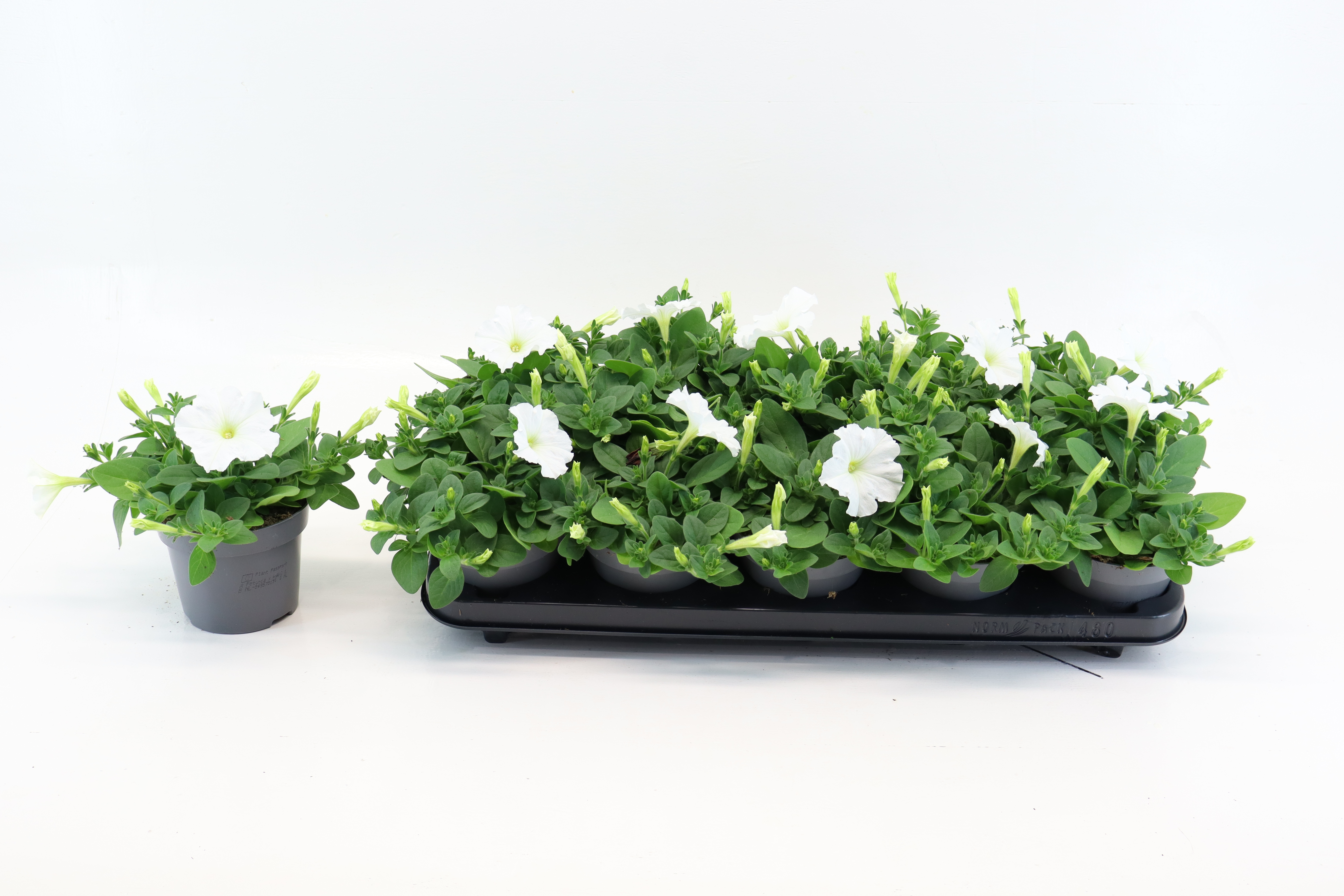 Petunia White